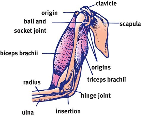 Figure 1112 Antagonistic Muscle Pairs The Biceps Brachii And Triceps