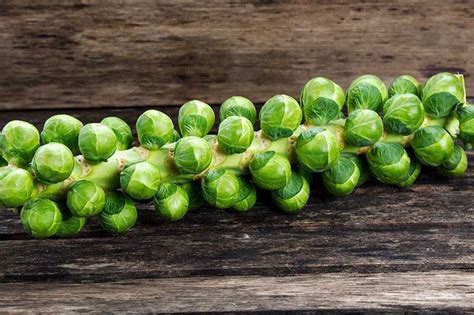 15 Of The Best Brussels Sprout Varieties Gardeners Path