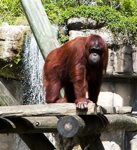 Red Gorilla Flickr Photo Sharing