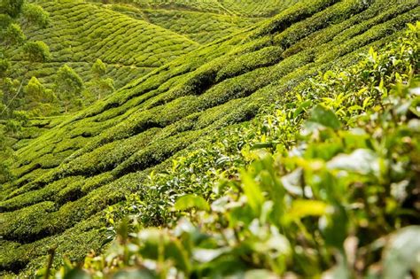 Top 4 Tea Plantation In Himachal Pradesh Happiness Creativity