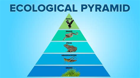 Get a quick overview of food pyramids from food chain, food web, food pyramid in just 3 minutes. Ecological Pyramids in Ecosystem | Food Pyramids ...