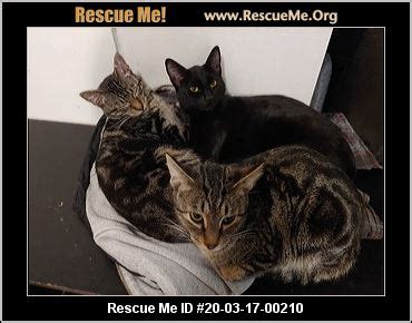 5 miles 10 miles 25 miles 50 miles 100 miles 200 miles 500 miles. - Washington Cat Rescue - ADOPTIONS - Rescue Me!