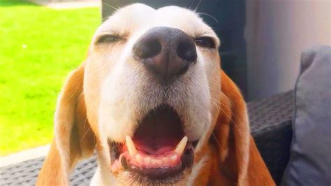 Dramatic Beagle Louie The Beagle Youtube