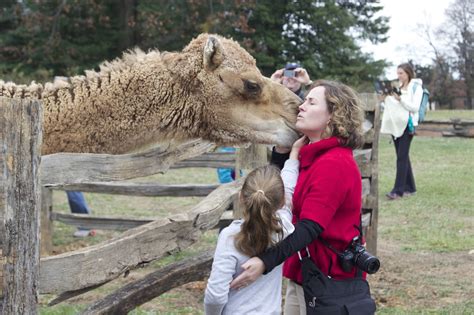 Hump day viral video success. Aladdin The Christmas Camel · George Washington's Mount Vernon