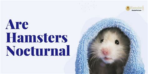 Are Hamsters Nocturnal 4 Interesting Facts Is Revealing