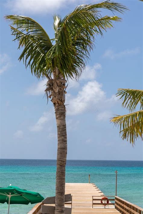 Palm Tree By Pier Over Turquoise Ocean Stock Image Image Of