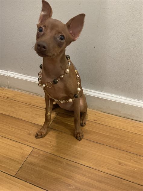 Miniature Pinscher Puppies For Sale Brooklyn Ny 302229