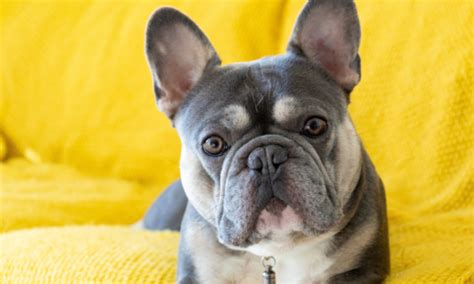 French Bulldog Names 260 Most Popular Names