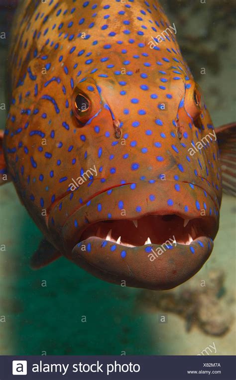 Grouper Fish Teeth Stock Photos And Grouper Fish Teeth Stock Images Alamy