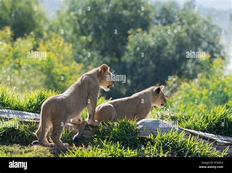 Two Four Month Old Lion Cubs Standing On Alert Stock Photo Alamy