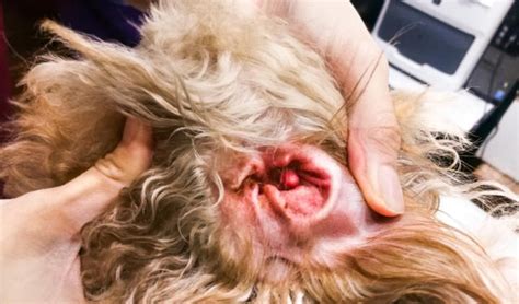 Infection on the ear canal can start as swelling which may clear on their own safely but some requires antibiotics. Ear Infections in Dogs | PetCoach