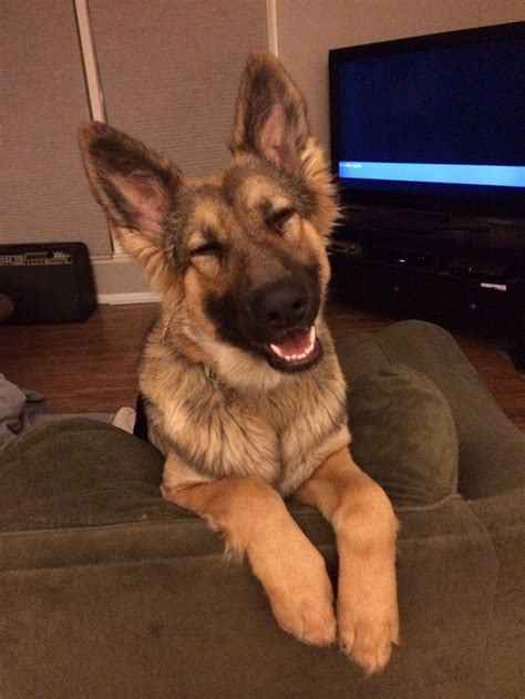 The 21 Most Important German Shepherd Photos Of All Time