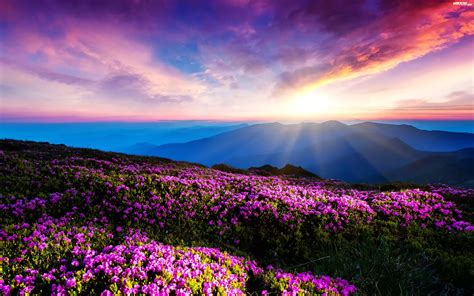 Góry Zachód Słońca Kwiaty Łąka