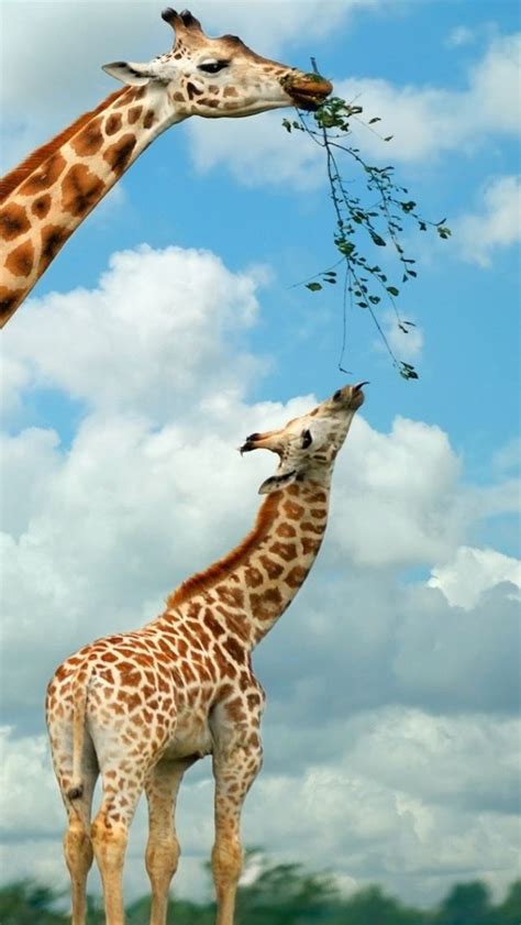 Amazing Photography Collection Amazing Beautiful Giraffes