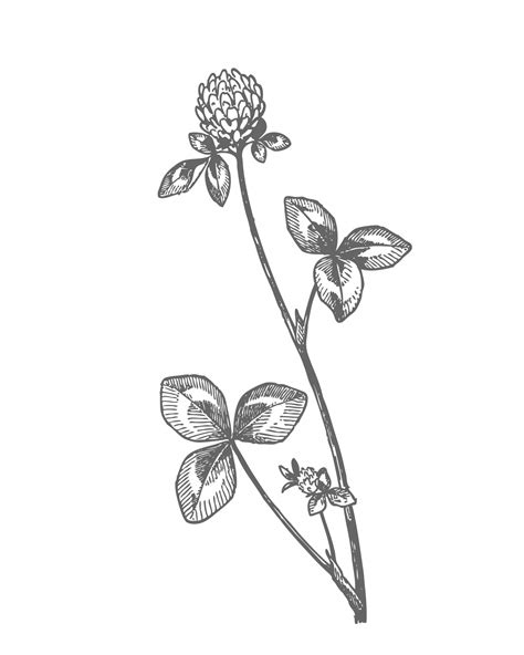 Red Clover Drawing Clipart Free Stock Photo Public Domain Pictures