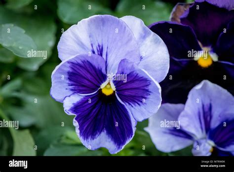 Pansy Viola Tricolor Stock Photo Alamy