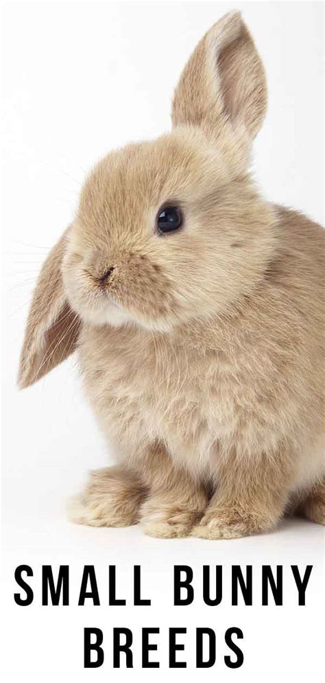 All the breeds mentioned in the list are very good for commercial rabbit farming business. Small Bunny Breeds - Which Teeny Tiny Bunnies Make The ...
