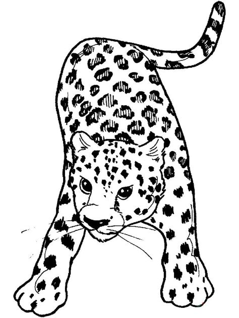 Cheetah Print Coloring Page