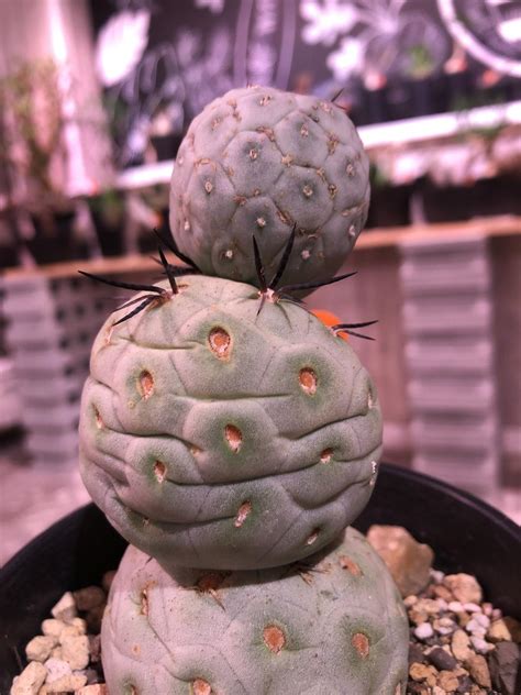 Tephrocactus Geometricus《m Size》 Plants Hol