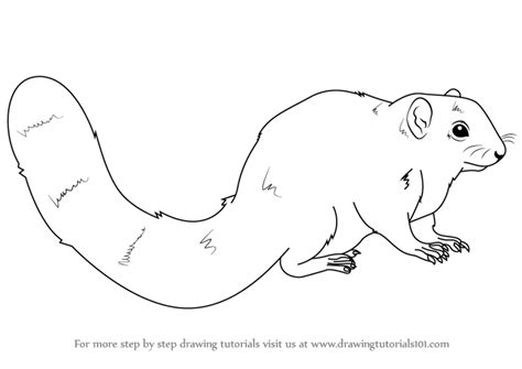 Shop for leo shoes securely at our zazzle store Learn How to Draw an African Bush Squirrel (Wild Animals) Step by Step : Drawing Tutorials