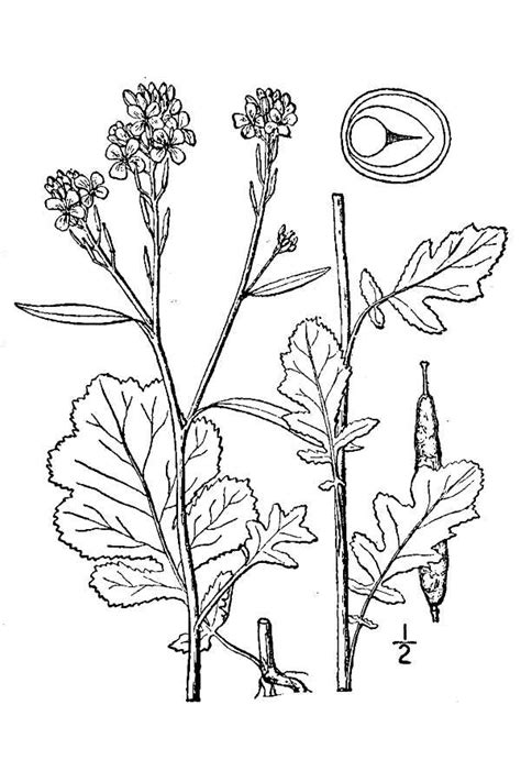 Large Image For Brassica Nigra Black Mustard Usda Plants