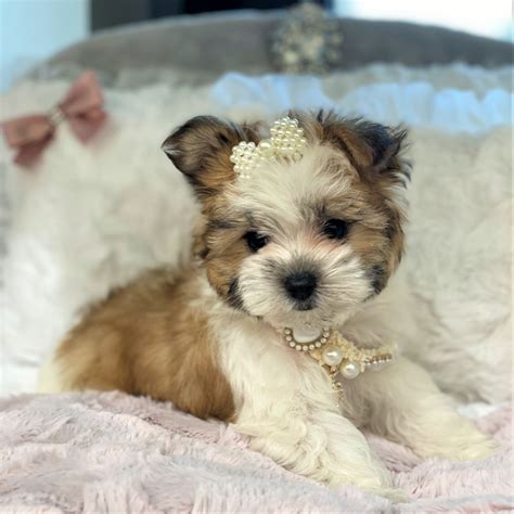 Morkie -- SOLD | Waggs to Riches