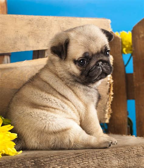 See more ideas about pug puppies, puppies, pugs. Pug Puppies For Sale | Florida City, FL #291355 | Petzlover