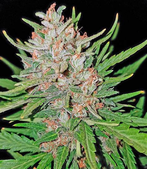 Blue Kush Feminized Seeds For Sale Information And Reviews Herbies