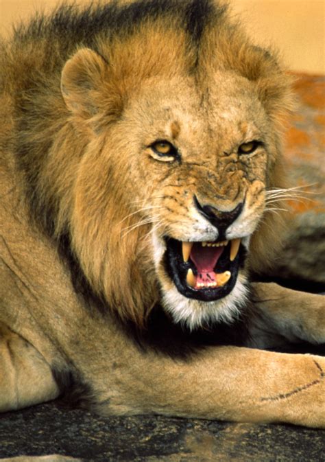 Lion Snarling Taken Near Lobo Serengeti Tanzania Alw5678 Flickr
