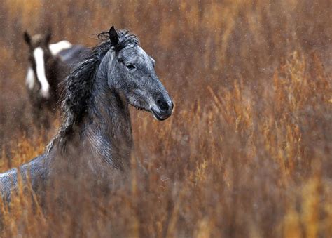 Photos: The wild horses of Breathitt County | National News ...