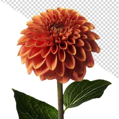 Premium Psd Dahlia Flower Png