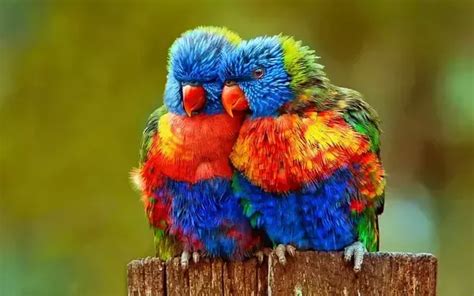 Why Do Parrots Have Bright Colors How Does That Help Them In The Wild