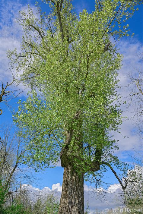 Orwvd114 Worlds Largest Black Cottonwood Tree Willamette Mission