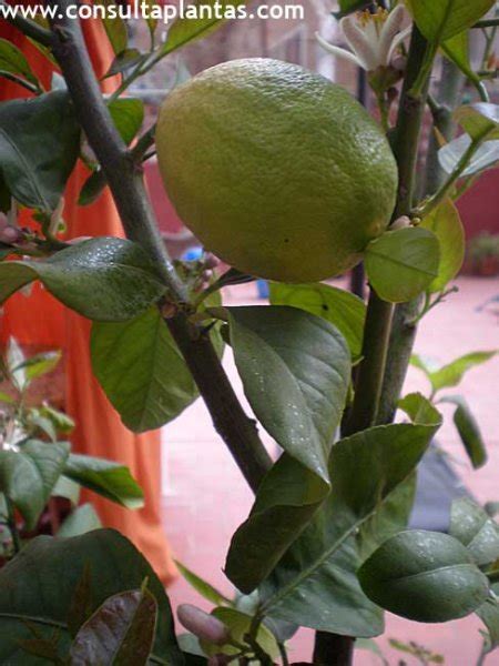 Citrus X Limon O Limonero Cuidados