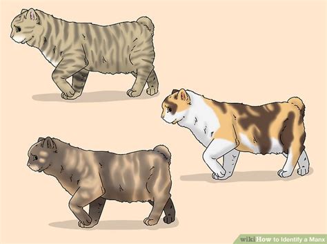 How To Identify A Manx 13 Steps With Pictures Wikihow