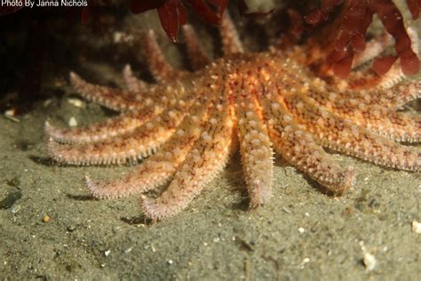 Sunflower sea stars can grow to have an arm span of 1 m (3.3 ft) in diameter. Iconic Sunflower Sea Star Is Now Critically Endangered