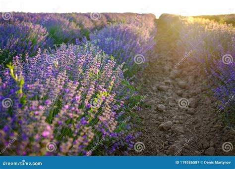 Details Of Violet Lavender Fields On Sunset 10 Stock Image Image Of