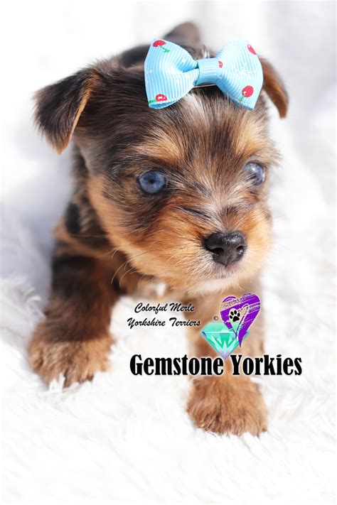 5 weeks old lucky pitbull puppies born on early morning of jan.1, 2014. Gemstone Yorkies Blog - GEMSTONE YORKIES* BOUTIQUE*EXOTIC ...
