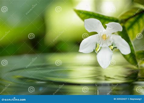 White Flower Floating On Water With Droplet In Garden Stock Image