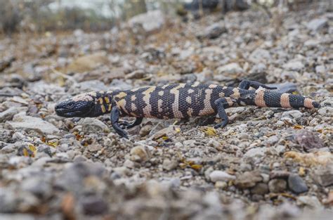 The gila monster may seem slow and sluggish at a first glance, but the reptile can deliver a very quick bite when provoked. Gila Monsters Walk Tumamoc Hill