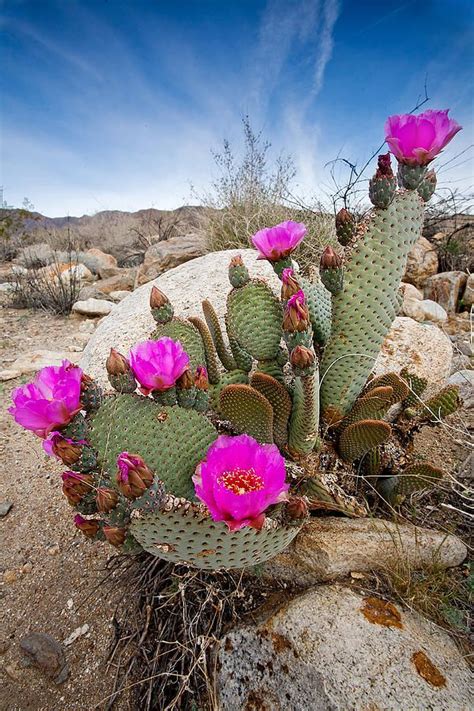 Anza Borrego Desert Photograph Cactus Blooms By Peter Tellone
