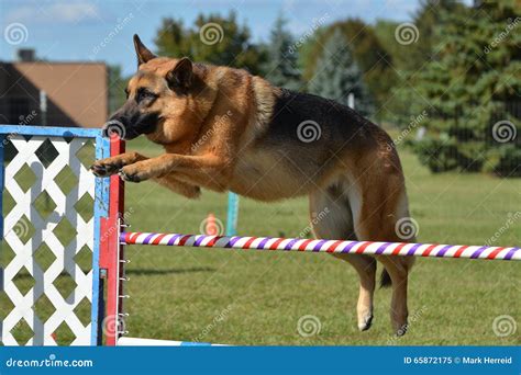 German Shepherd At A Dog Agility Trial Stock Image Image Of Leap