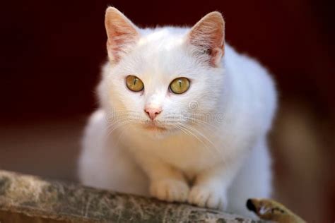 Portrait Of A White Cat With Green Eyes Stock Image Image Of Color