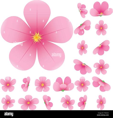 Cherry Blossom Flowers Of Sakura Set Pink Flowers Collectionvector