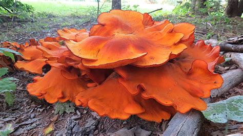 Best Jack O Lantern Mushroom Stock Photos Pictures And Royalty Free