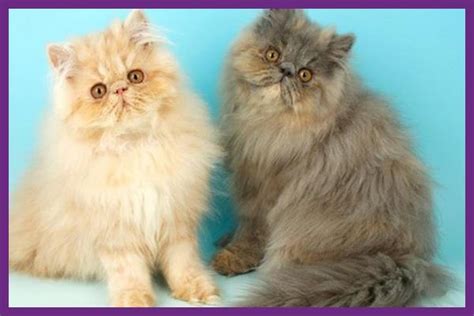 9 Perbedaan Kucing Anggora Dan Persia Paling Lengkap Kucing Ku