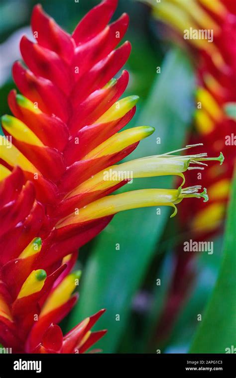 Flaming Sword Bromeliad Vriesea Carinata Floral Spike Stock Photo Alamy