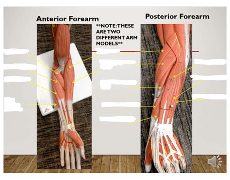 Anteriorposterior Forearm Muscles Quiz