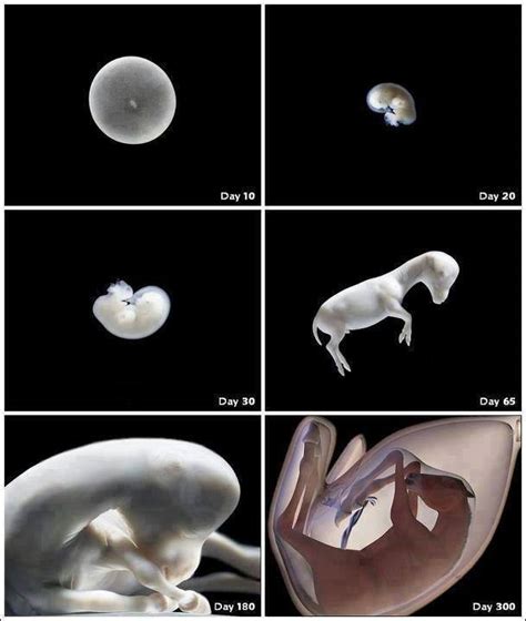 Desarrollo Embrionario De Un Caballo Equisens