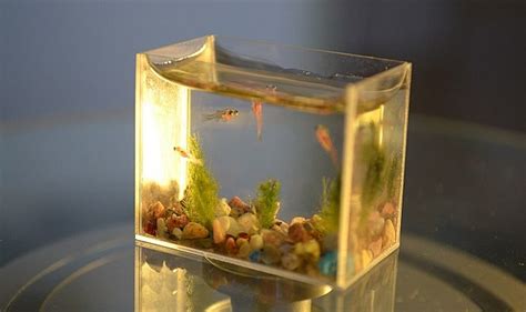 Worlds Smallest Aquarium With Fish